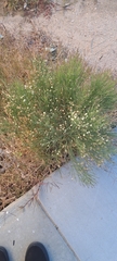 Baccharis sergiloides