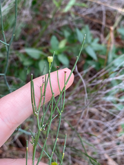 Chloracantha spinosa