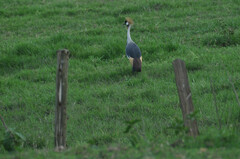 Balearica regulorum