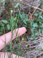 Chloracantha spinosa