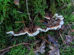 Heterobasidion annosum