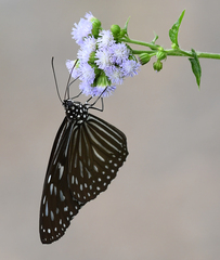 Ideopsis vulgaris