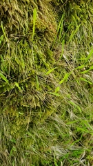 Rhytidiadelphus squarrosus