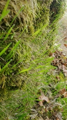 Rhytidiadelphus squarrosus