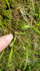 Rhytidiadelphus squarrosus