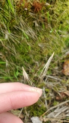 Rhytidiadelphus squarrosus