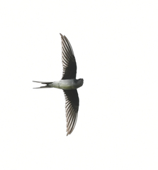 Hemiprocne longipennis