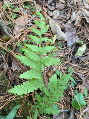 Dryopteris ludoviciana