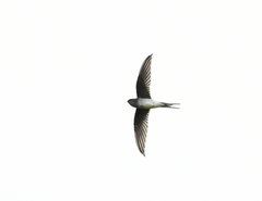 Hemiprocne longipennis