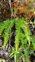 Dicranopteris