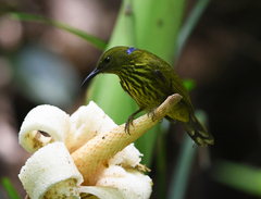 Kurochkinegramma hypogrammicum