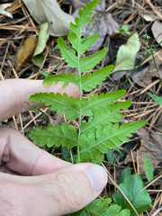 Dryopteris ludoviciana
