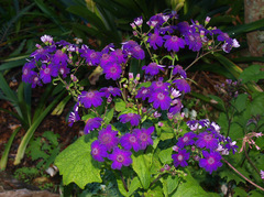 Pericallis × hybrida