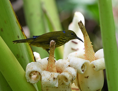 Kurochkinegramma hypogrammicum