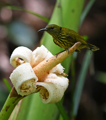 Kurochkinegramma hypogrammicum