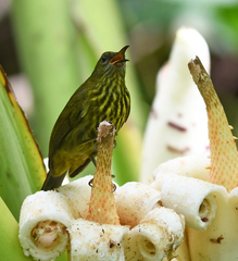 Kurochkinegramma hypogrammicum