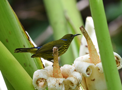 Kurochkinegramma hypogrammicum