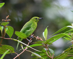 Chloropsis cyanopogon