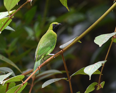 Chloropsis cyanopogon