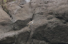 Actitis macularius