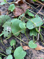 Centella erecta