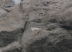 Actitis macularius
