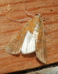 Xanthophysa psychicalis