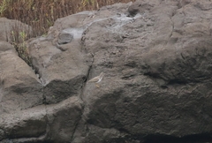 Actitis macularius