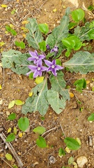 Mandragora autumnalis