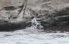 Actitis macularius