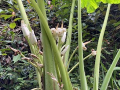 Alocasia sarawakensis