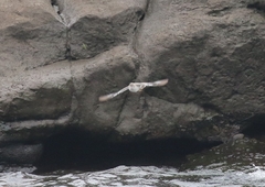 Actitis macularius