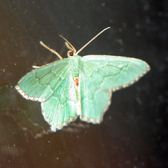 Hemithea aestivaria