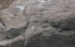 Actitis macularius
