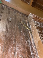 Gekko albofasciolatus