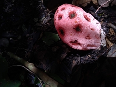Clathrus crispus