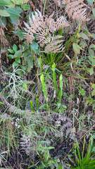 Baccharis trimera