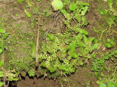 Selaginella ciliaris