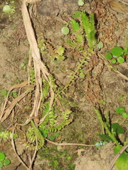Selaginella ciliaris
