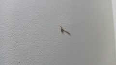 Lantanophaga pusillidactylus