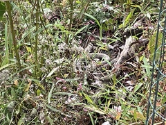 Nerodia sipedon