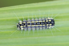 Zygaenoidea
