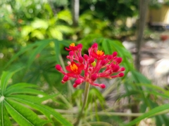 Jatropha multifida