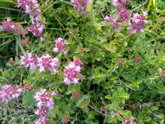 Thymus serpyllum