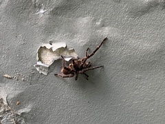 Cyrtopholis portoricae