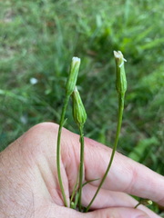 Hypochaeris albiflora