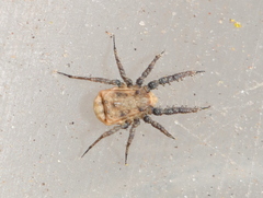 Caeculidae