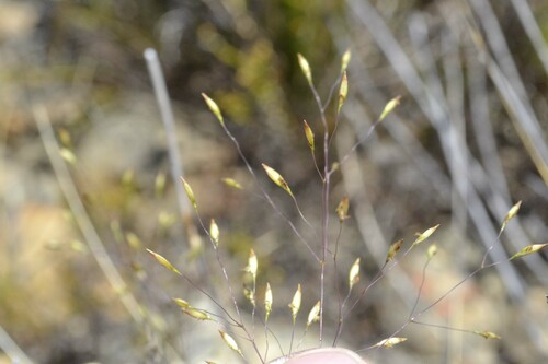 Pentameris aurea