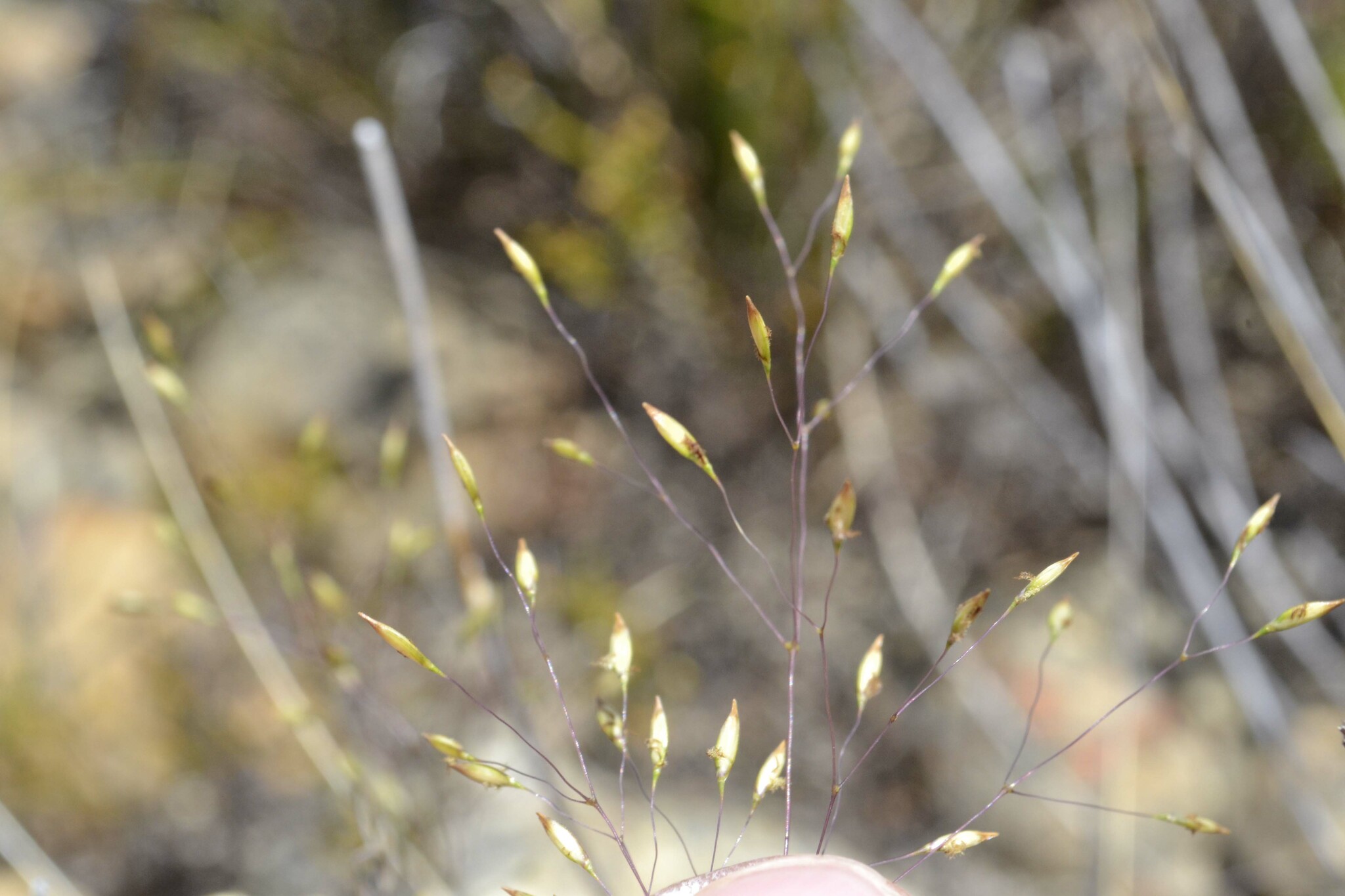 Pentameris aurea