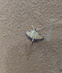 Cnaphalocrocis medinalis